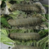 musch cribrellum larva7 volg11